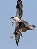Crested Caracara harassing Osprey with fish - chase#4