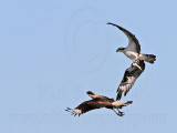 _MG_5309 Osprey & Crested Caracara.jpg