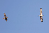_MG_4041 Osprey & Crested Caracara.jpg