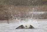 _MG_8288 Osprey.jpg