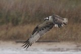 _MG_8300 Osprey.jpg