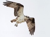 _MG_9590 Osprey.jpg