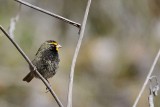 _MG_7514 Yellow-faced Grassquit.jpg