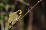 _MG_5949 Yellow-faced Grassquit.jpg