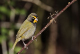 _MG_5965 Yellow-faced Grassquit.jpg