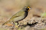 _MG_6226 Yellow-faced Grassquit.jpg