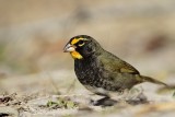 _MG_6332 Yellow-faced Grassquit.jpg