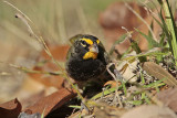 _MG_6818 Yellow-faced Grassquit.jpg