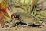 _MG_6915 Yellow-faced Grassquit.jpg