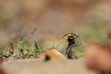 _MG_7022 Yellow-faced Grassquit.jpg