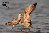 _MG_0780 Marbled Godwit fighting.jpg