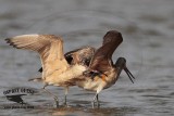 _MG_0807 Marbled Godwit fighting.jpg