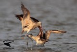 Marbled Godwit  upper mandible movements during fight