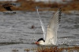 _MG_1083 Royal Tern – sargassum fish.jpg