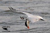 _MG_1107 Royal Tern – sargassum fish.jpg