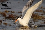 _MG_2260 Royal Tern – sargassum fish.jpg
