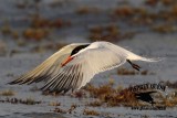 _MG_2262 Royal Tern – sargassum fish.jpg