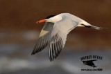 _MG_2268 Royal Tern – sargassum fish.jpg
