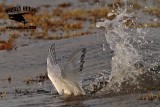 _MG_2406 Royal Tern – sargassum fish.jpg