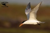 _MG_2423 Royal Tern – sargassum fish.jpg
