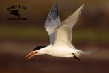 _MG_2425 Royal Tern – sargassum fish.jpg