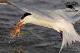 _MG_2538 Royal Tern – sargassum fish.jpg