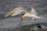_MG_2541 Royal Tern – sargassum fish.jpg