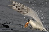 _MG_3034 Royal Tern – sargassum fish.jpg