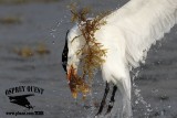 _MG_3254crop Royal Tern – sargassum fish.jpg