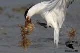 _MG_3255 Royal Tern – sargassum fish.jpg