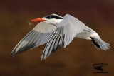 _MG_3284 Royal Tern – sargassum fish.jpg