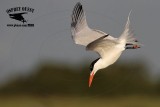 _MG_3316 Royal Tern – sargassum fish.jpg
