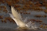 _MG_3321 Royal Tern – sargassum fish.jpg