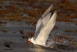 _MG_3322 Royal Tern – sargassum fish.jpg