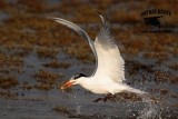 _MG_3324 Royal Tern – sargassum fish.jpg