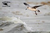 _MG_0404 Laughing Gull – sargassum fish.jpg