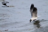 _MG_0438 Laughing Gull – sargassum fish.jpg