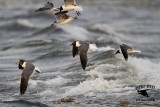 _MG_1319 Laughing Gull – sargassum fish.jpg
