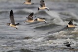 _MG_1320 Laughing Gull – sargassum fish.jpg