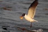 _MG_1368 Laughing Gull – sargassum fish.jpg