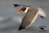 _MG_1429 Laughing Gull – sargassum fish.jpg