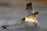 _MG_1430 Laughing Gull – sargassum fish.jpg