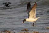 _MG_1499 Laughing Gull – sargassum fish.jpg