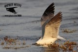 _MG_1500 Laughing Gull – sargassum fish.jpg