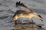 _MG_1560 Laughing Gull – sargassum fish.jpg