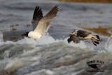 _MG_1840 Laughing Gull – sargassum fish.jpg