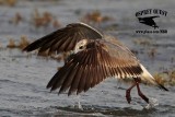 _MG_1851 Laughing Gull – sargassum fish.jpg