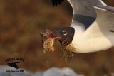 _MG_1946crop Laughing Gull – sargassum fish.jpg