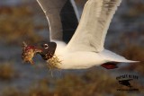 _MG_1950 Laughing Gull – sargassum fish.jpg