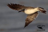 _MG_2090 Laughing Gull.jpg